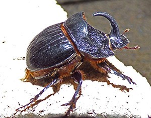 Rhinoceros Beetle - unknown © John Muddeman